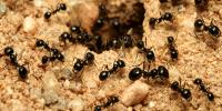 I Ant Control Melbourne image 3